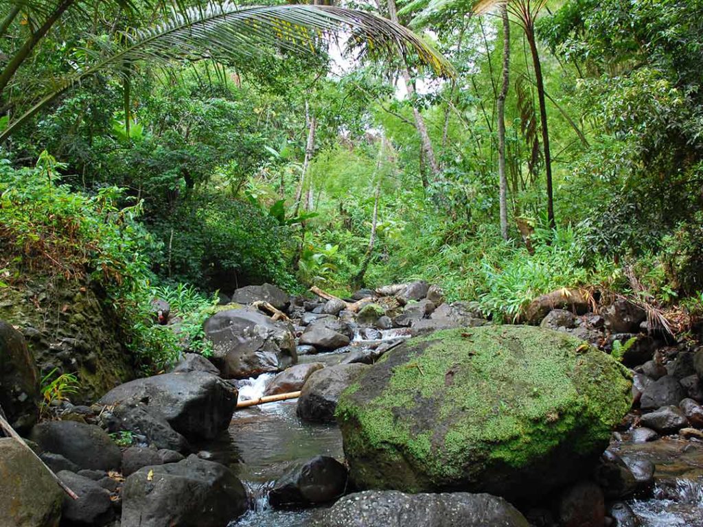 St. Lucia Rainforest