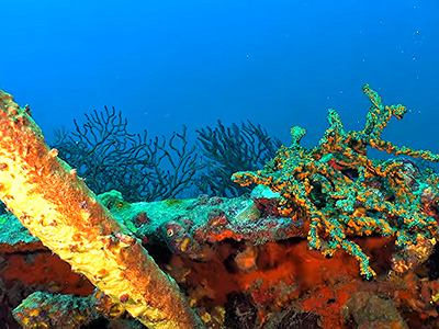 Coral Reef at the Lesleen M Wreck
