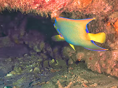 Exortic Fish at the Lesleen M Wreck