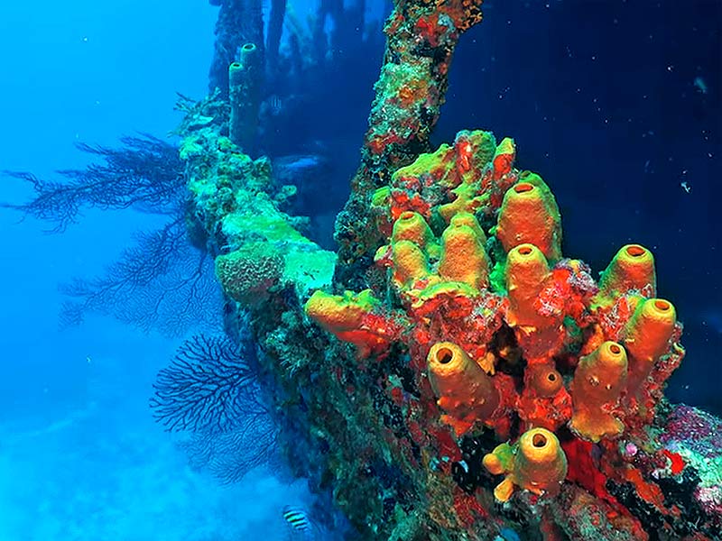 Diving the Lesleen M Wreck St. Lucia