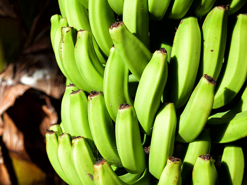 Green Fig (Green Bananas)